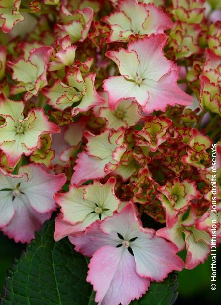 © Hortival Diffusion - Tous droits réservés