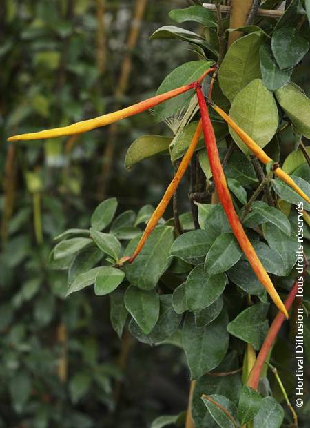 © Hortival Diffusion - Tous droits réservés