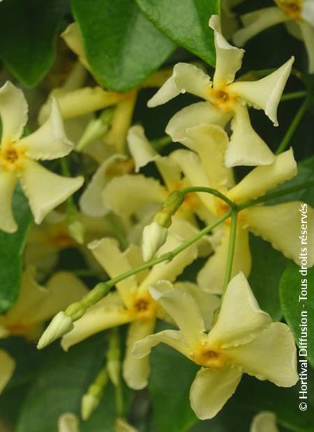 © Hortival Diffusion - Tous droits réservés