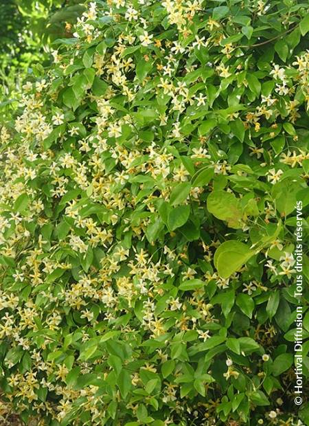 © Hortival Diffusion - Tous droits réservés