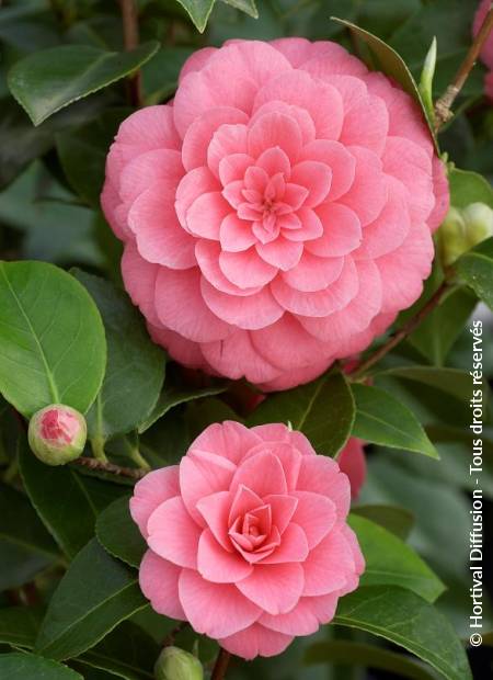 CAMELLIA japonica 'MISS TINGLEY' | Minier Solution Pro