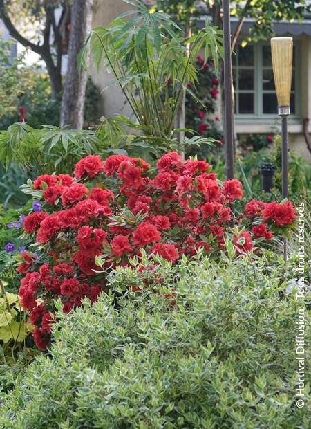 © Hortival Diffusion - Tous droits réservés