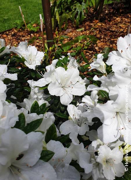 © Hortival Diffusion - Tous droits réservés
