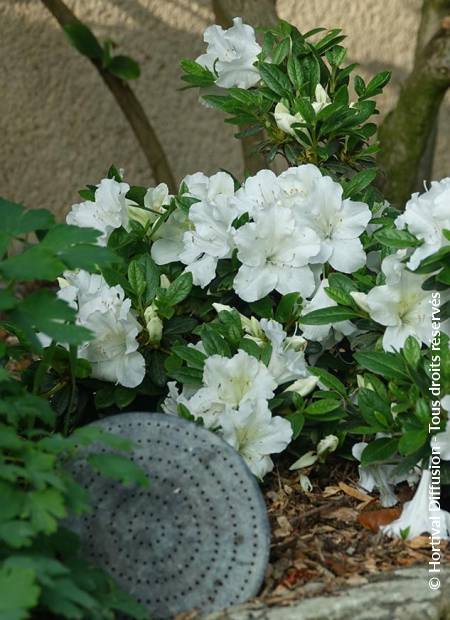 © Hortival Diffusion - Tous droits réservés