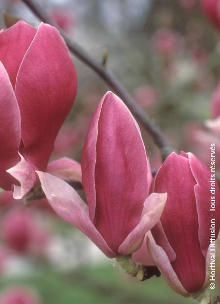 © Hortival Diffusion - Tous droits réservés