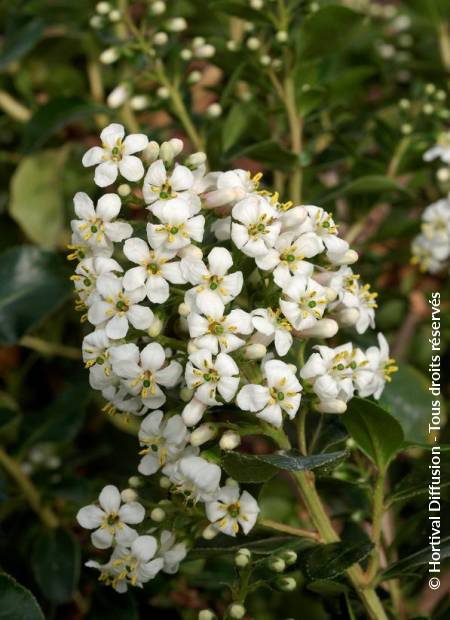 © Hortival Diffusion - Tous droits réservés