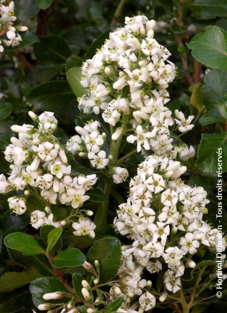 © Hortival Diffusion - Tous droits réservés