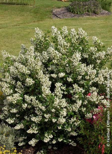 © Hortival Diffusion - Tous droits réservés