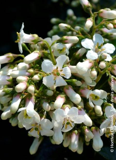 © Hortival Diffusion - Tous droits réservés