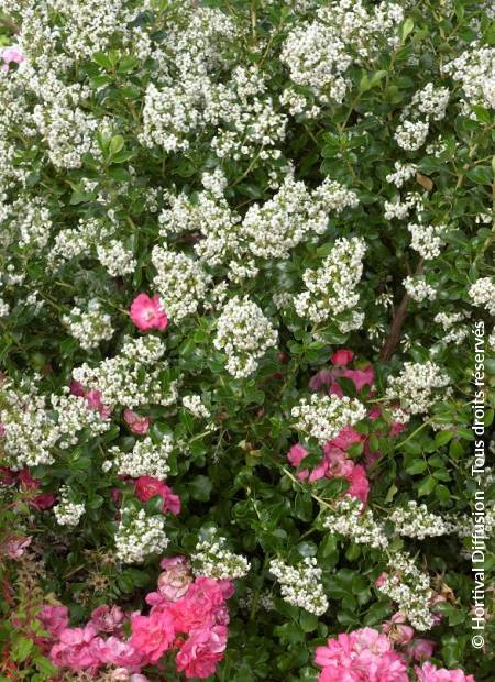 © Hortival Diffusion - Tous droits réservés