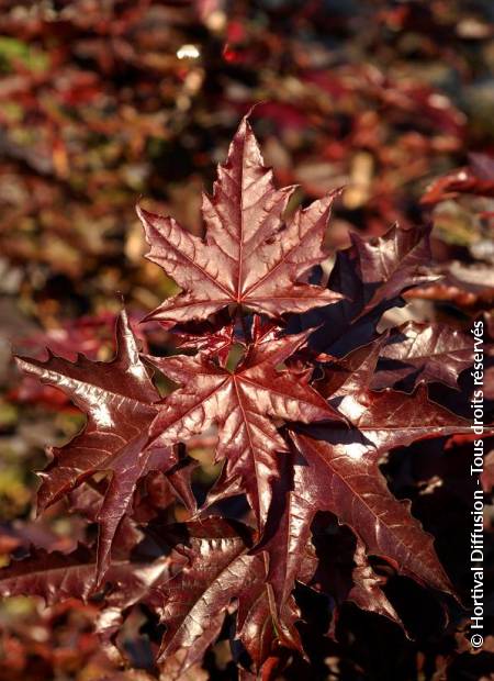 © Hortival Diffusion - Tous droits réservés