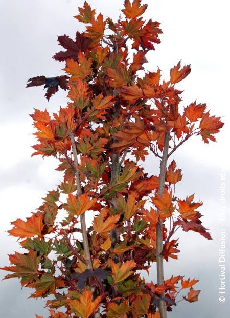 © Hortival Diffusion - Tous droits réservés