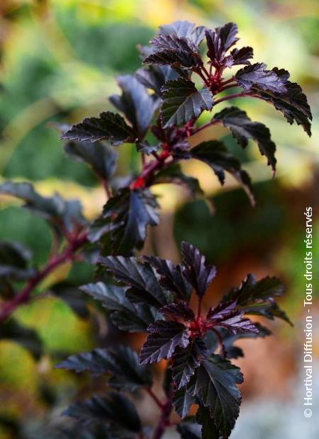 © Hortival Diffusion - Tous droits réservés