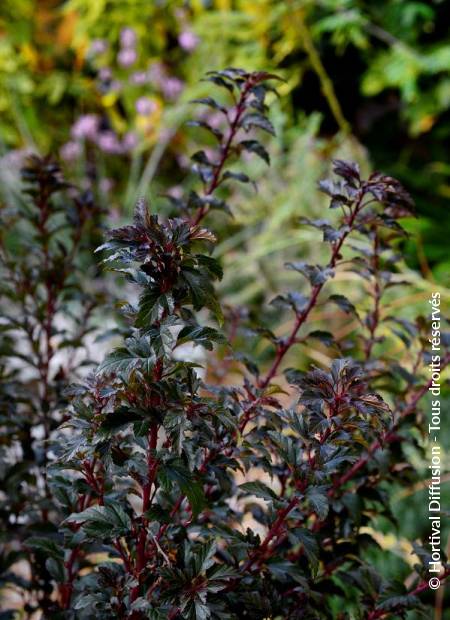 © Hortival Diffusion - Tous droits réservés