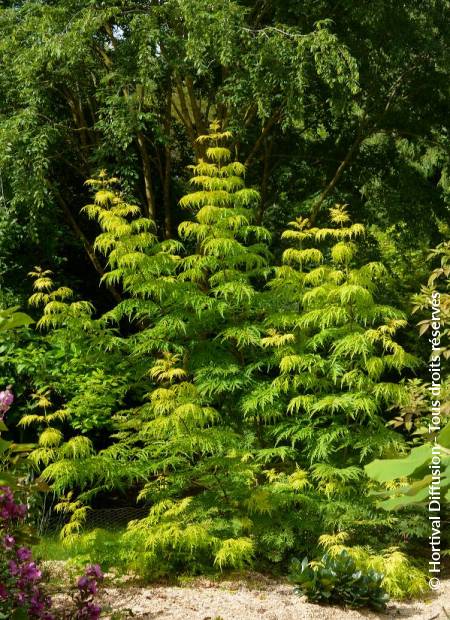 © Hortival Diffusion - Tous droits réservés