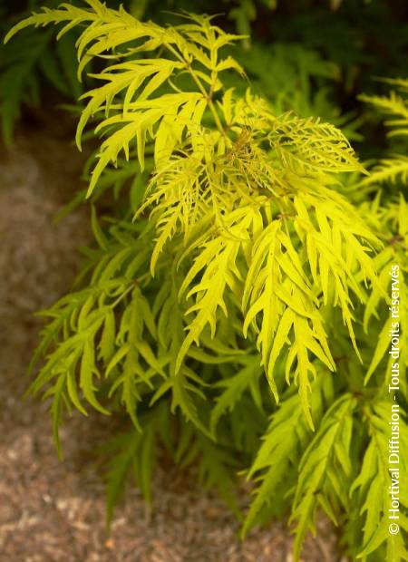 © Hortival Diffusion - Tous droits réservés