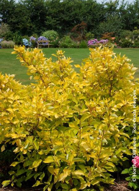 © Hortival Diffusion - Tous droits réservés