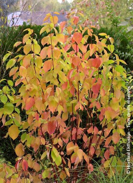 © Hortival Diffusion - Tous droits réservés