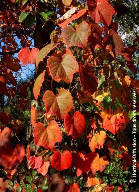 © Hortival Diffusion - Tous droits réservés