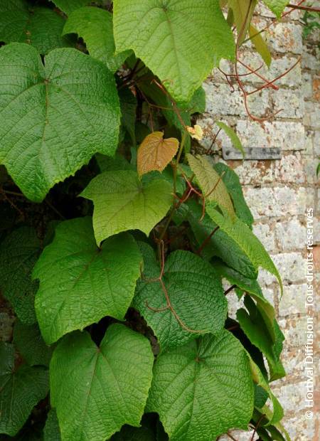 © Hortival Diffusion - Tous droits réservés