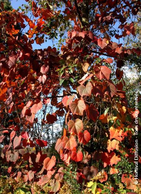 © Hortival Diffusion - Tous droits réservés