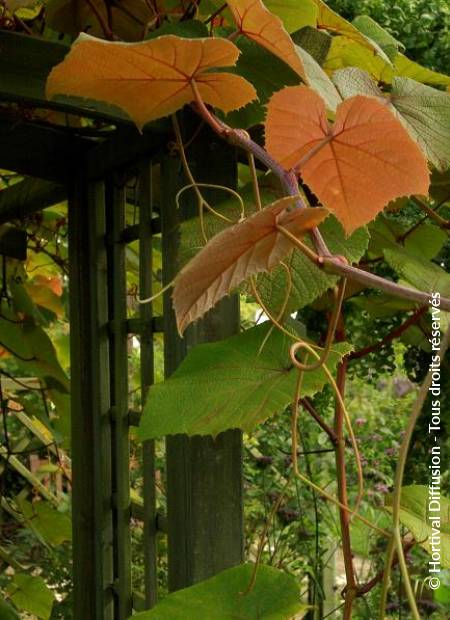 © Hortival Diffusion - Tous droits réservés