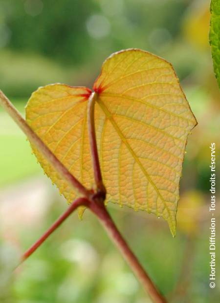 © Hortival Diffusion - Tous droits réservés