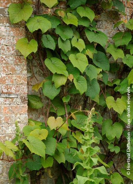 © Hortival Diffusion - Tous droits réservés