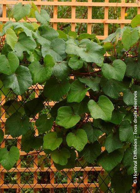 © Hortival Diffusion - Tous droits réservés