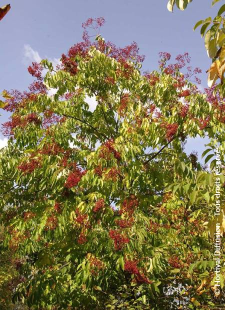 © Hortival Diffusion - Tous droits réservés