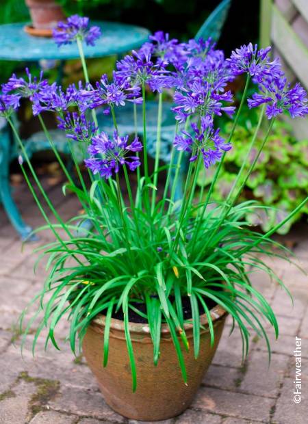 AGAPANTHUS BRILLIANT BLUE (R) 'Aga04051' cov | Minier Solution Pro