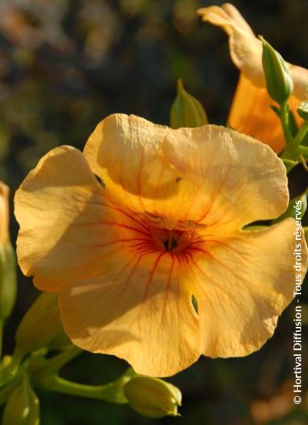 © Hortival Diffusion - Tous droits réservés