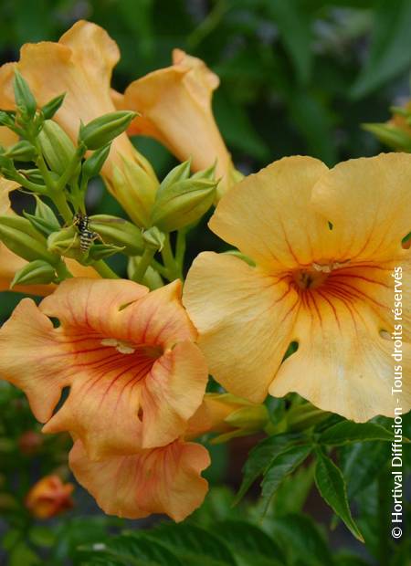 © Hortival Diffusion - Tous droits réservés