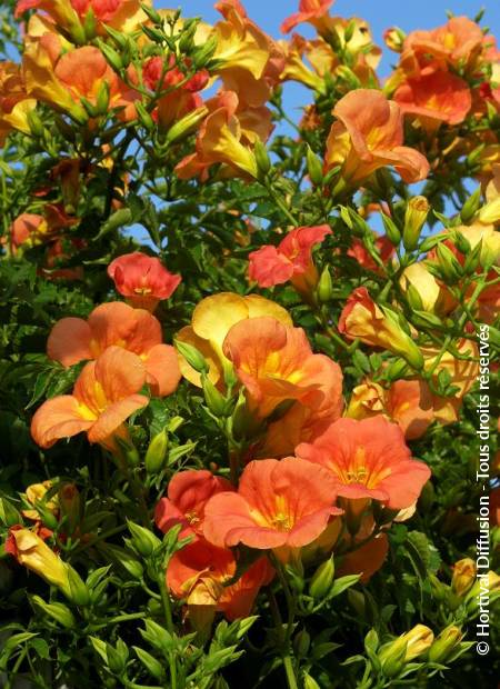 © Hortival Diffusion - Tous droits réservés