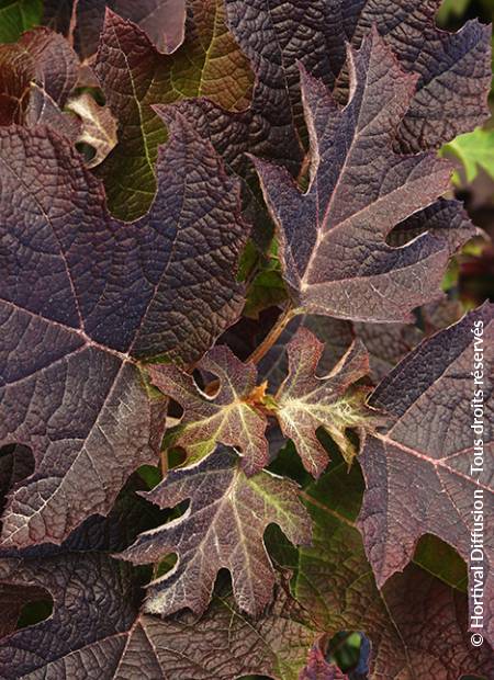 © Hortival Diffusion - Tous droits réservés