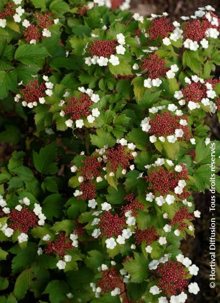 © Hortival Diffusion - Tous droits réservés