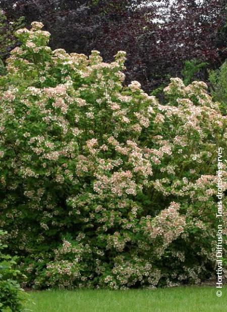 © Hortival Diffusion - Tous droits réservés