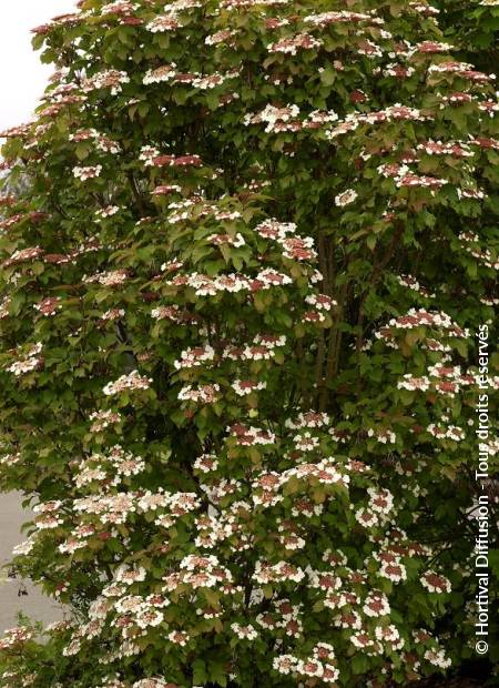 © Hortival Diffusion - Tous droits réservés