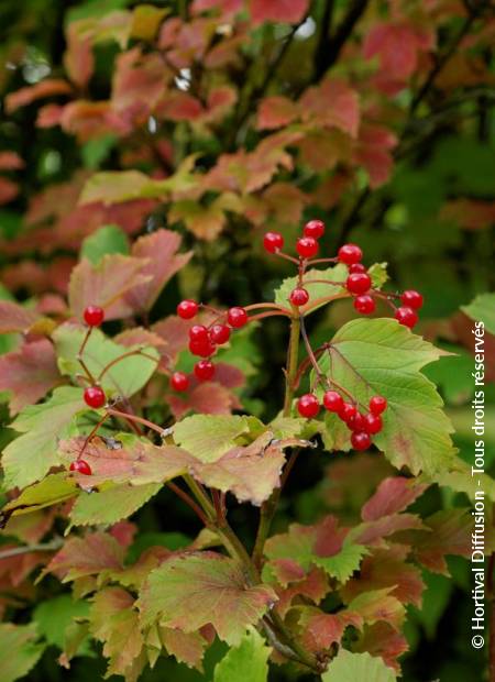 © Hortival Diffusion - Tous droits réservés