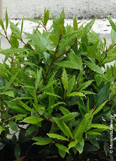 © Monrovia Nursery