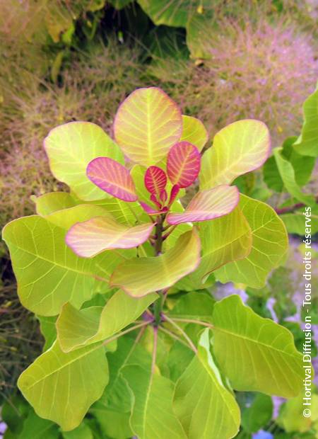 © Hortival Diffusion - Tous droits réservés