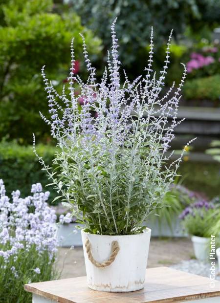 PEROVSKIA atriplicifolia SILVERY BLUE (R) 'Lissvery' cov | Minier ...