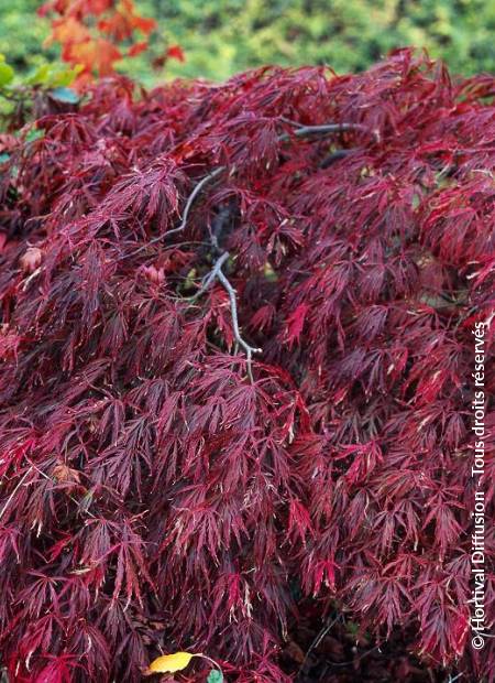 © Hortival Diffusion - Tous droits réservés