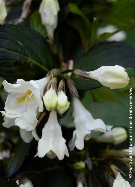 © Hortival Diffusion - Tous droits réservés