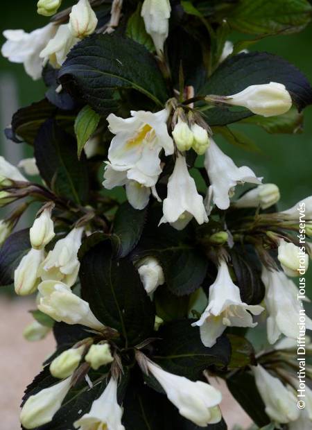 © Hortival Diffusion - Tous droits réservés