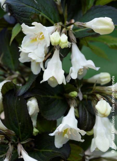 © Hortival Diffusion - Tous droits réservés