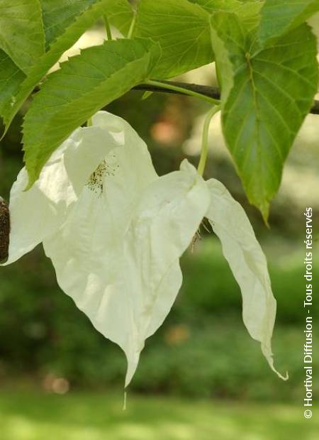 © Hortival Diffusion - Tous droits réservés