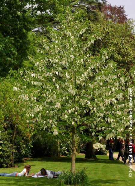 © Hortival Diffusion - Tous droits réservés