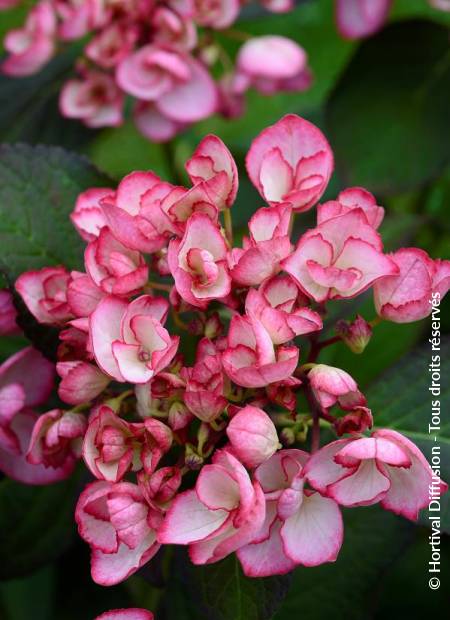 © Hortival Diffusion - Tous droits réservés