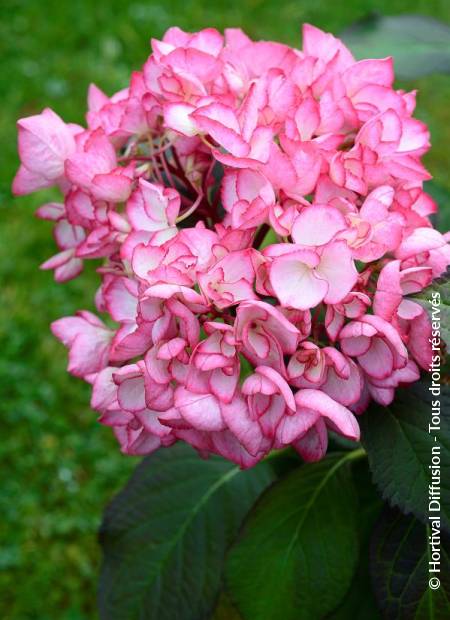 © Hortival Diffusion - Tous droits réservés